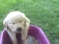 Puppy Falls Asleep in a Bowl of Water 