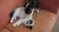 Cute Kitty Massage! 