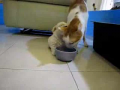 Puppy Tries to Eat Cat! 