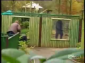 Gorilla Escapes From the Zoo 