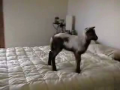 Kids Are Not the Only Ones Who Love to Jump on a Bed 