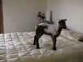 Kid Jumping on Bed 