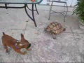 Turtle Chases Dog (so funny) 