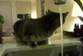 Cat Drinking Water from kitchen sink faucet 