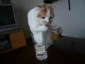 Cat Discovers How to Drink From a Glass 