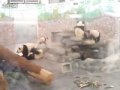 Panda Jail Break! 