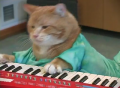 The Return of Keyboard Cat 