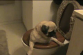 Pug in a Toilet 