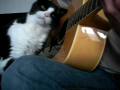Cat Likes Guitar 