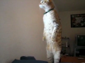 The Standing Cat (w/great music from Cowboy Bebop) 