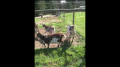 Our goats enjoying the sun and the fact that spring is here! 