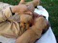 Mauled by Puppies! 