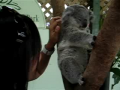 Cute Ticklish Koala 