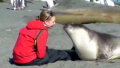 How to cuddle with an Elephant Seal 