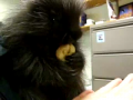 Baby Porcupine Catches the Hiccups 