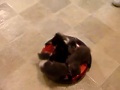 Kittens Riding Vacuum 