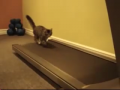 Cat Treadmill 