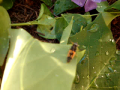 Ladybug Larvae 