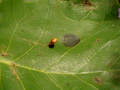 Ladybug Pupa 