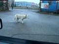 Funny dancing dog! 