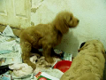 Bunny and Wiggle's doodle puppies 