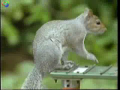Mission Impossible Squirrell 