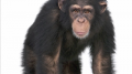 Facts about Chimpanzees 