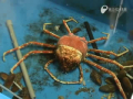 Giant Crab Sheds His Shell 