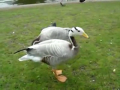 This Goose has happy feet 