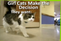 A Kitten Care Video Explaining Why Cat Sniffs Each Other 
