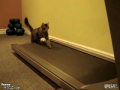 Cats on a Treadmill 