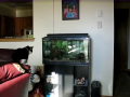 Cat lunging at the aquarium 