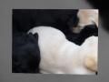 Labrador puppies sleeping NSW Australia