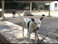 Summertime Brings More Abandoned Dogs in Israel 