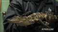 Gator Found in New York Sewer 