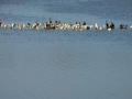 Gulls &amp; Cormorants