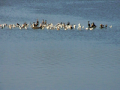 Gulls & Cormorants 