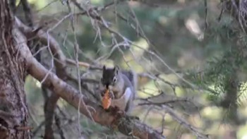 Squirrel Eating Lunch 