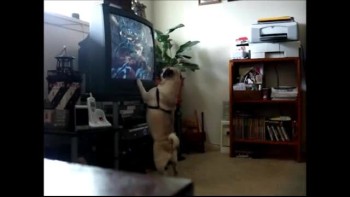 Emotional Pug Watching TV Show 
