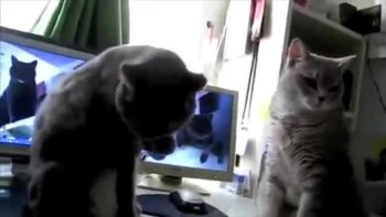Cats Playing Patty-cake, what they were saying...  