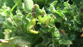 Preying Mantis Pest -a-side 