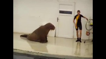 Walrus Workout @ The Gym 