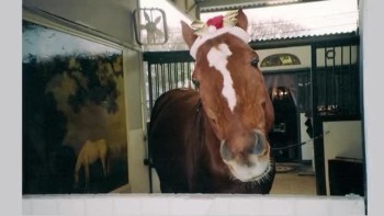 The World's Smartest Horse Wishes You A Very Merry Christmas 