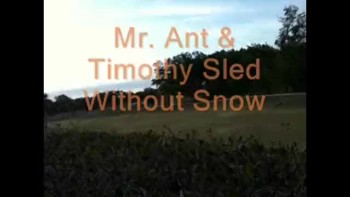 Mr Ant & Timothy Sledding without Snow 