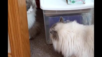 Our ragdoll cat meets his new bro 
