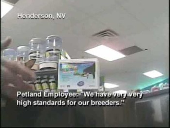 Petland Investigation: Pet Store Sells Puppy Mill Dogs