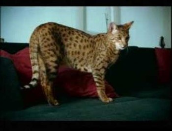 SEE ONE OF THE MOST EXPENSIVE PET CATS IN THE WORLD 