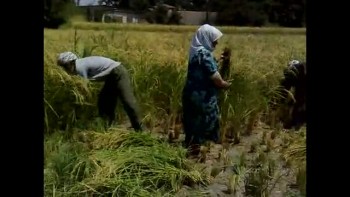 دروی شالی در بندرگز - Rice Cutting in Bandar Gaz  