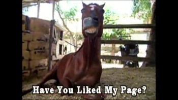 Friend The World's Smartest Horse on Facebook 