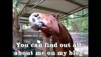 The World's Smartest Horse has a Blog! 